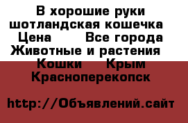 В хорошие руки шотландская кошечка › Цена ­ 7 - Все города Животные и растения » Кошки   . Крым,Красноперекопск